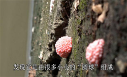 入侵生物——福寿螺