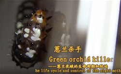 葱兰杀手——葱兰夜蛾的生命周期和防治