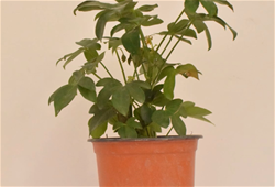植物降甲醛