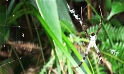 《不沾水的珍蛛网：蜘蛛网的疏水性》