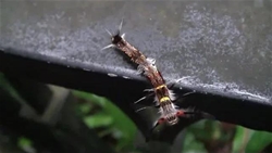 《太平山护栏生物多样性调查》