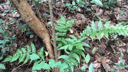 《日照对宝石山上蕨类植物的影响》