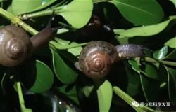 《灰巴蜗牛食性与生物防治研究》