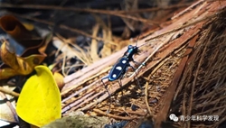 《金斑虎甲的食蜗性探究》