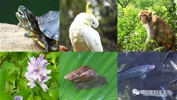 《不良的生物多样性：香港外来物种的入侵调查》